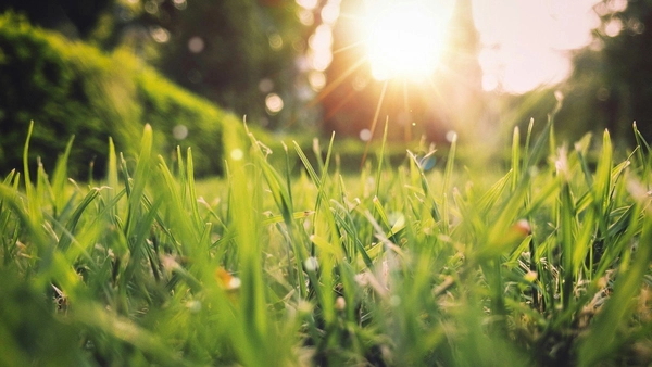Grass and sun