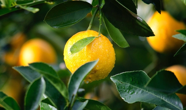 Lemon scent for companies